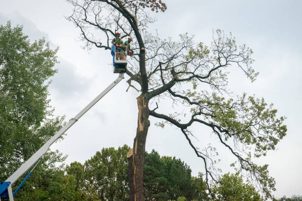 Best Tree Cabling and Bracing  in Seadrift, TX