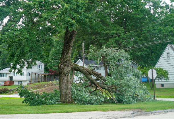 Best Tree Mulching Services  in Seadrift, TX