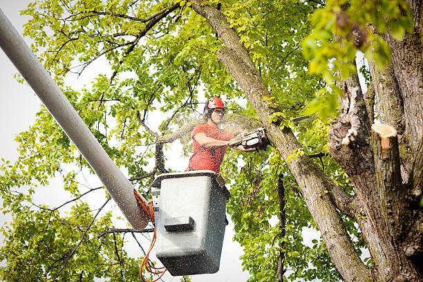 Best Commercial Tree Services  in Seadrift, TX