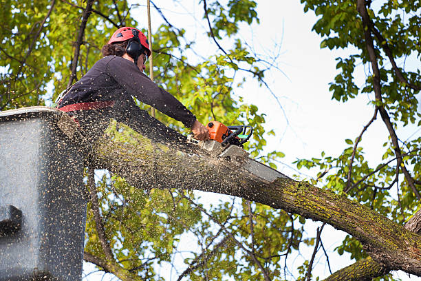 Best Arborist Consultation Services  in Seadrift, TX